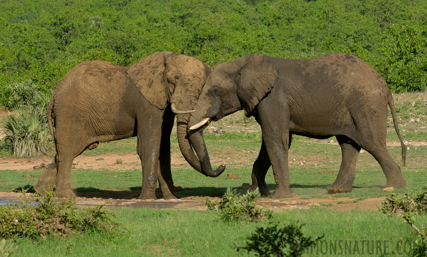 Loxodonta africana [280 mm, 1/800 Sek. bei f / 14, ISO 1000]